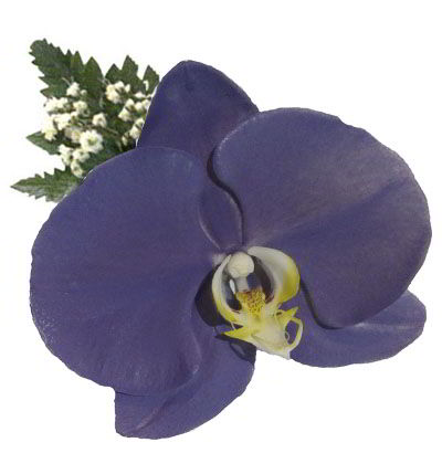 Orquídea Morada